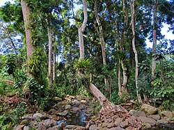 Riparian forest with great mango trees