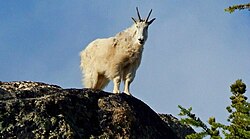Mountain goat on Wallaby Peak in the North Cascades.