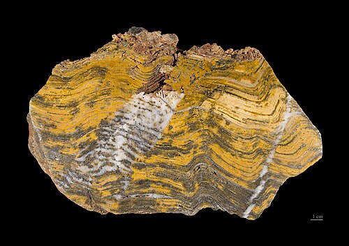 If banded iron formation rocks of Archaean age (like these from Australia) are fossilized stromatolites, they would be among the earliest life-forms.[78][79]