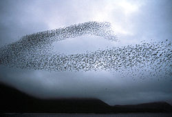 A flock of auklets exhibit swarm behaviour