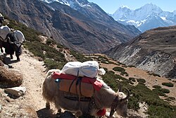 A caravan of yaks in the Himalayas