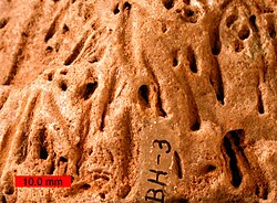 Skolithos trace fossil (scale bar is 10 mm)