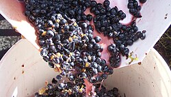 Crushed grapes leaving the crusher