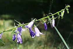 Unidentified Campanula in Tashkent Botanical Garden