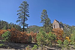 Narbona Pass Chuska Mountains