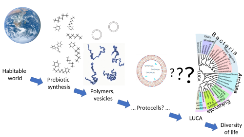 Stages in the origin of life process range from the well understood, such as the habitable Earth and the abiotic synthesis of simple molecules, to the largely unknown, like the derivation of the last universal common ancestor (LUCA) with its complex molecular functionalities.[1]