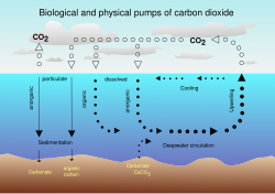 Air-sea exchange of CO2