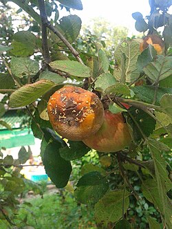 Brown rot fungal disease on an apple. Brown rot typically target a variety of top-fruits.