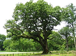 The Quercus petraea tree responsible for French oak.