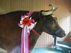 Old Ben – Born in 1902 and acclaimed as "The largest steer in the world"