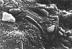A scanning electron microscope revealed structures resembling bacteria fossils – in the meteorite ALH84001 discovered in Antarctica in 1984. Microscopically, the features were initially interpreted as fossils of bacteria-like lifeforms. It has since been shown that similar magnetite structures can form without the presence of microbial life in hydrothermal systems.[70]