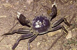 The Chinese mitten crab (Eriocheir sinensis) may have been purposely introduced in Europe and North America because of its commercial value.