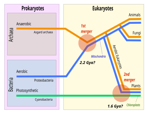 In the theory of symbiogenesis, a merger of an archaean and an aerobic bacterium created the eukaryotes, with aerobic mitochondria, some 2.2 billion years ago. A second merger, 1.6 billion years ago, added chloroplasts, creating the green plants.[150]