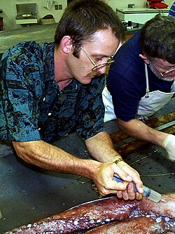 Injecting a giant squid specimen with formalin for preservation