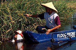 International Rice Research Institute researchers checking deepwater rice in the Philippines