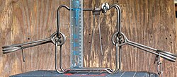 Conibear model 220 body-gripping trap, set