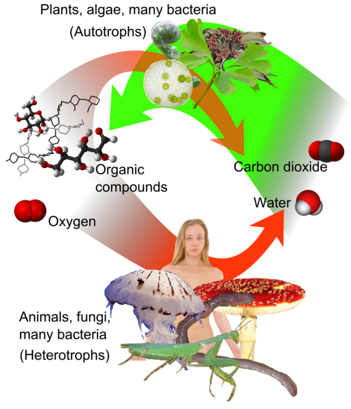 Correlation between the carbon cycle and formation of organic compounds. In plants, carbon dioxide formed by carbon fixation can join with water in photosynthesis (green) to form organic compounds, which can be used and further converted by both plants and animals.