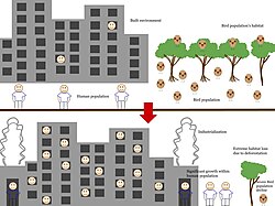 The impact of human expansion on ecosystems, highlighting how industrialization and deforestation for urban development lead to significant habitat loss and a severe decline in bird populations.