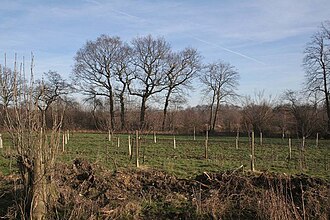 An afforestation project in Rand Wood, Lincolnshire, England (this patch was open ground before)