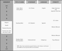 Farm labor hierarchy, per Seth M. Holmes 2006