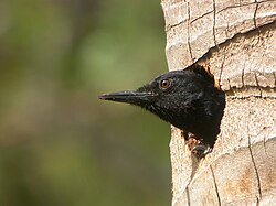 The Guadeloupe woodpecker is endemic to the islands.