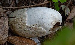 Black caiman egg showing the different layers