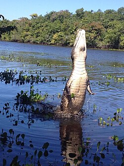 A crocodile in Hato El Cedral in Apure State