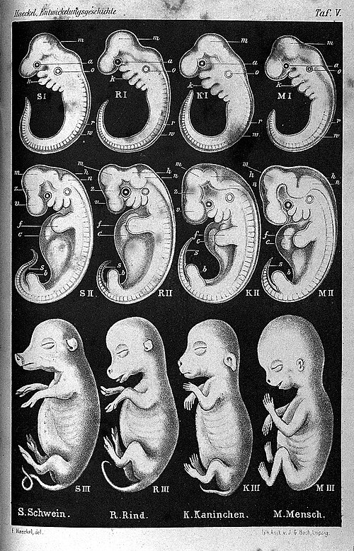 Ernst Haeckel, Anthropogenie.