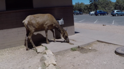An elk searching for water at Grand Canyon National Park in 2018