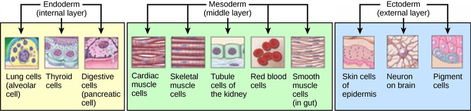 Germ layers and what tissues they become in humans