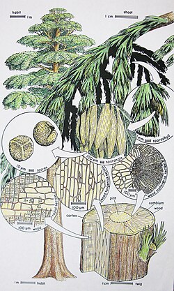 Archaeopteris, one of the earliest plants with deep roots capable of fracturing bedrock to release nutrients into the global system.