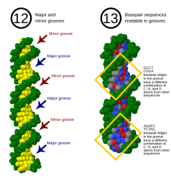 Diagram of DNA structure