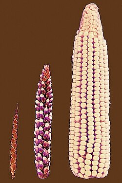 Teosinte (left), maize-teosinte hybrid (middle), maize (right)