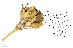 Primula veris – MHNT