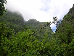 Laurisilva cloud forest in La Palma