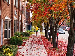 Tallahassee experiences four seasons. Shown here are the autumn leaves along the sidewalks of Monroe Street in Downtown Tallahassee.