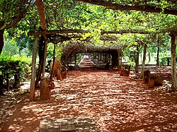 Vineyard in Chilecito.