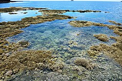 Coral reef at low tide at M'Bouzi island