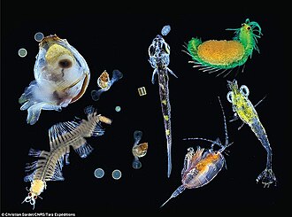 Plankton species diversity Diverse assemblages of unicellular and multicellular organisms with different sizes, shapes, feeding strategies, ecological functions, life cycle characteristics, and environmental sensitivities.[16] Courtesy of Christian Sardet/CNRS/Tara expeditions