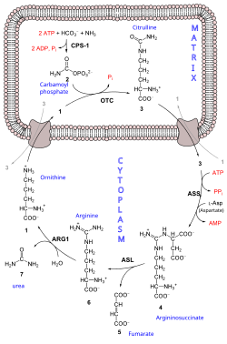 Urea Cycle showing the formation of carbamoyl phosphate in the mitochondria and the rest of the Urea Cycle occurring in the cytoplasm of the liver cell.