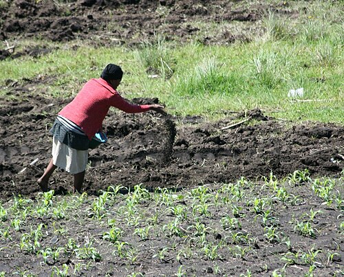 A farmer spreading manure to improve soil fertility